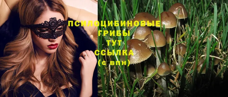 Псилоцибиновые грибы Psilocybine cubensis Дзержинский